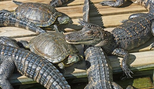 ببینید | فرار لاکپشت از آرواره‌های مرگ‌بار کروکودیل