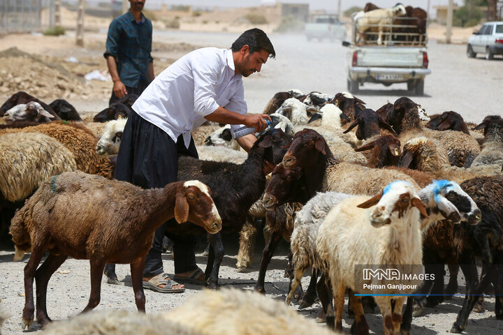 قیمت جدید دام زنده اعلام شد/ عالی: اینگونه منتظر ارزانی ۳۰ درصدی قیمت گوشت در بازار باشید قیمت جدید دام زنده اعلام شد/ عالی: اینگونه منتظر ارزانی ۳۰ درصدی قیمت گوشت در بازار باشید