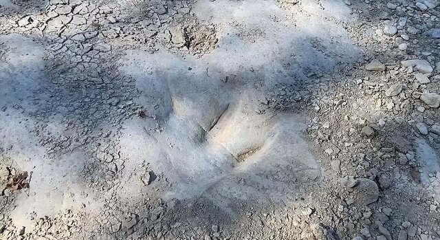 کشف ردپای دایناسورها بعد از ۱۱۳ میلیون سال/ عکس