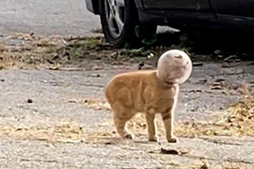 نجات بچه گربهای که با سر درون یک ظرف شیشهای گرفتار شده بود/ تصاویر