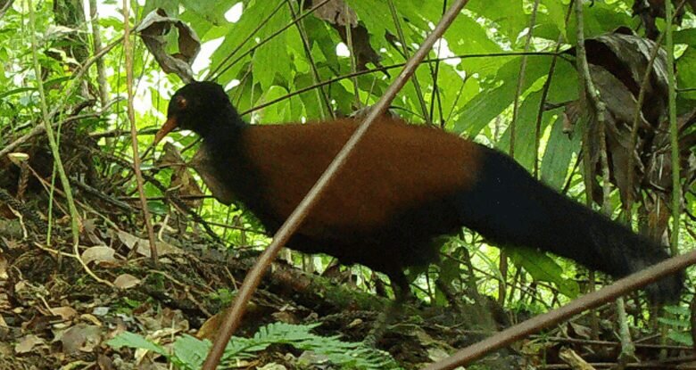 «کشف جدیدی که شبیه یافتن یک اسب تکشاخ است!» / عکس