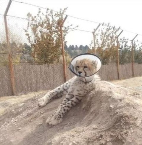 چرا پیروز گردنبند طبی بست؟ /عکس