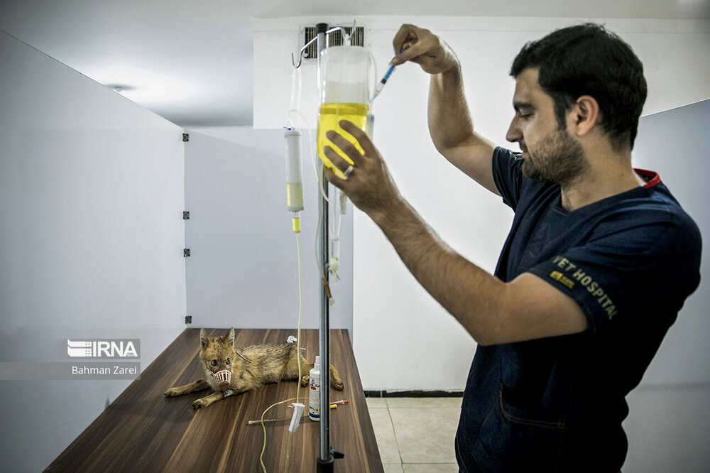 تزریق سرم و عمل جراحی روی حیوانات / عکس