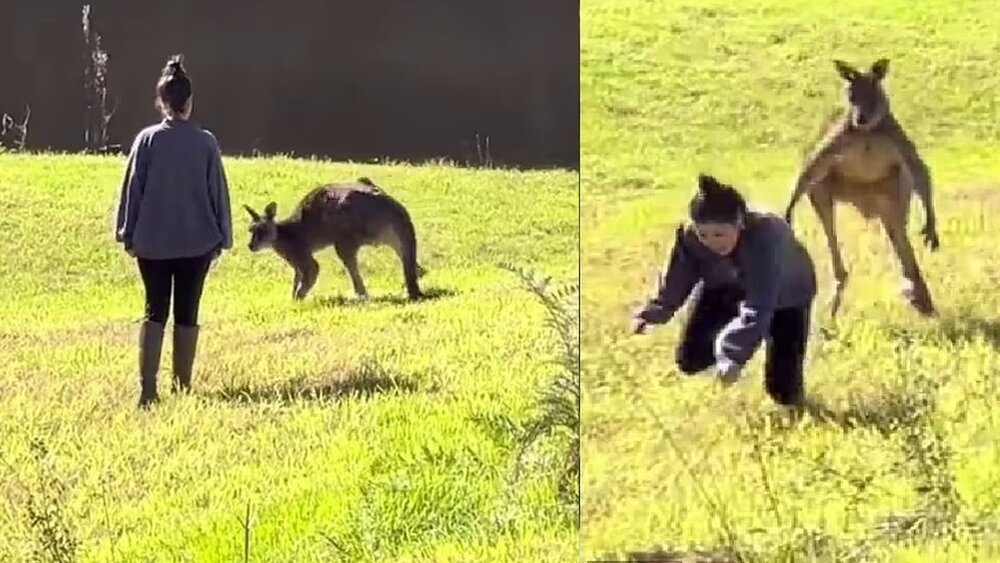 عکس| این قاتلان قویهیکل استرالیایی را بشناسید