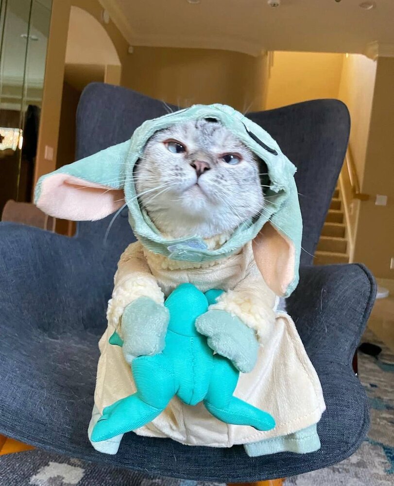 عکس| صاحب ثروتمندترین گربه جهان کیست؟