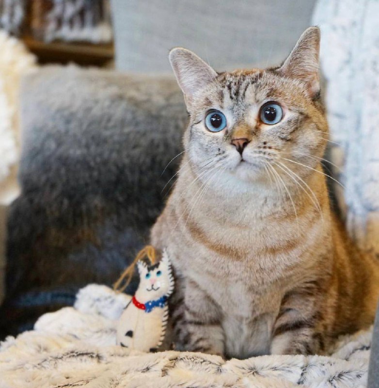 عکس| صاحب ثروتمندترین گربه جهان کیست؟