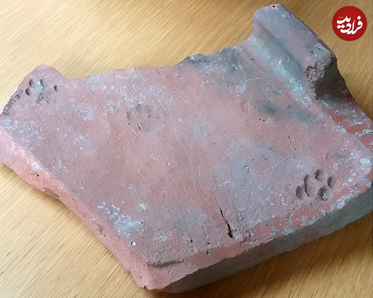 قدیمیترین ردپاهای کشف شده از گربهها در جهان/ عکس