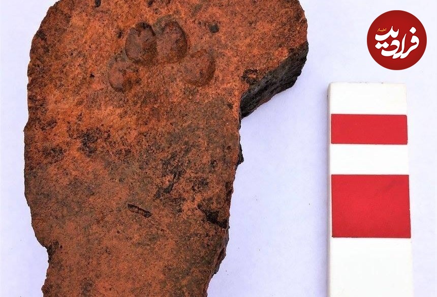 قدیمیترین ردپاهای کشف شده از گربهها در جهان/ عکس