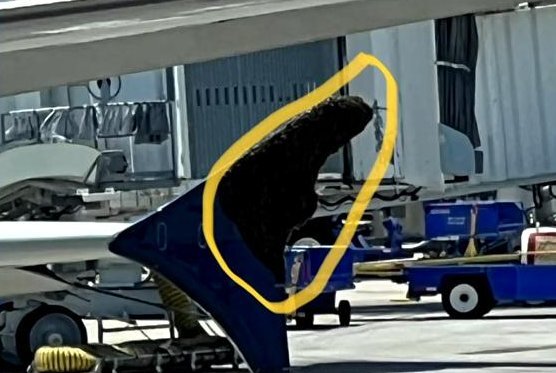 تاخیر ۳ ساعته هواپیما به خاطر زنبورها