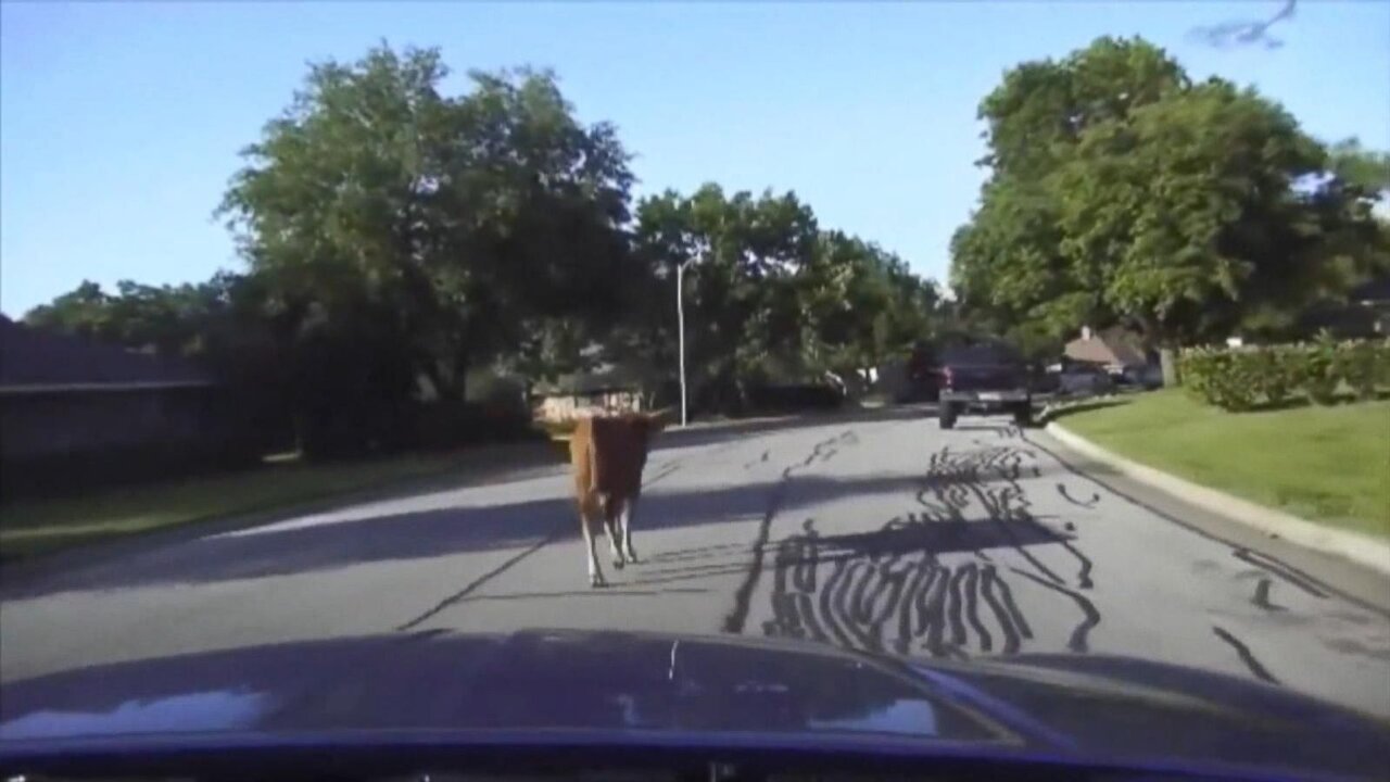 تعقیب و گریز سه ساعته برای گیر انداختن گاو خشمگین فراری/ عکس