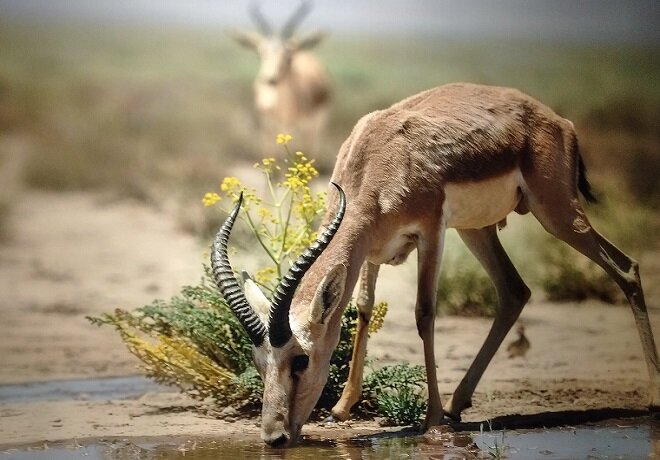 جلوههایی از حیات وحش زیبای اصفهان از دریچه دوربین عکاسی (۱)