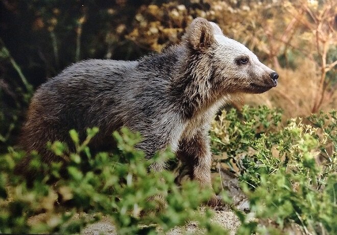 جلوههایی از حیات وحش زیبای اصفهان از دریچه دوربین عکاسی (۱)