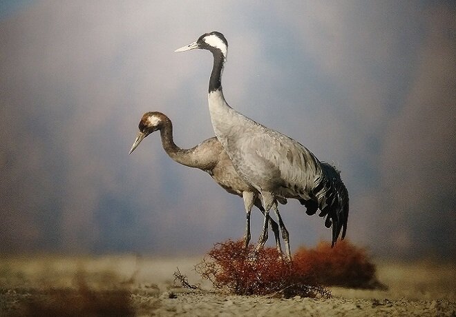 جلوههایی از حیات وحش زیبای اصفهان از دریچه دوربین عکاسی (۱)