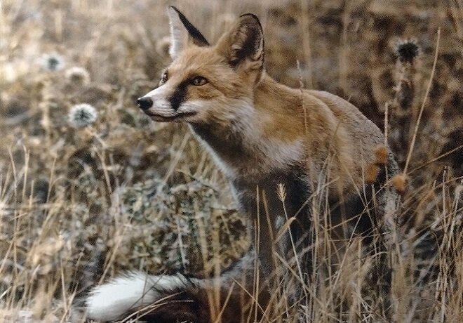 جلوههایی از حیات وحش زیبای اصفهان از دریچه دوربین عکاسی (۱)