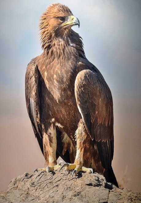 جلوههایی از حیات وحش زیبای اصفهان از دریچه دوربین عکاسی (۱)