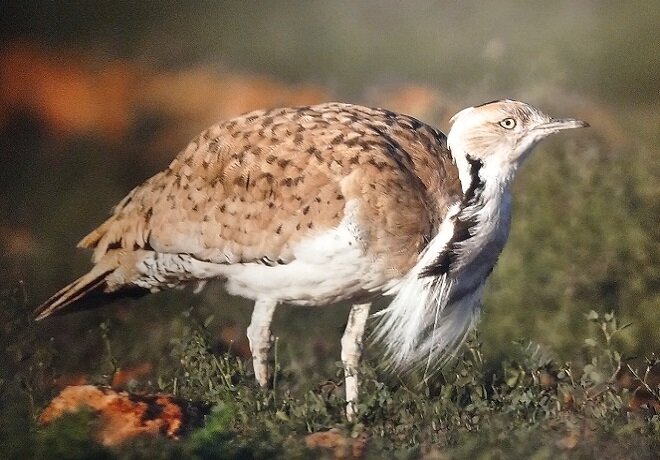 جلوههایی از حیات وحش زیبای اصفهان از دریچه دوربین عکاسی (۱)