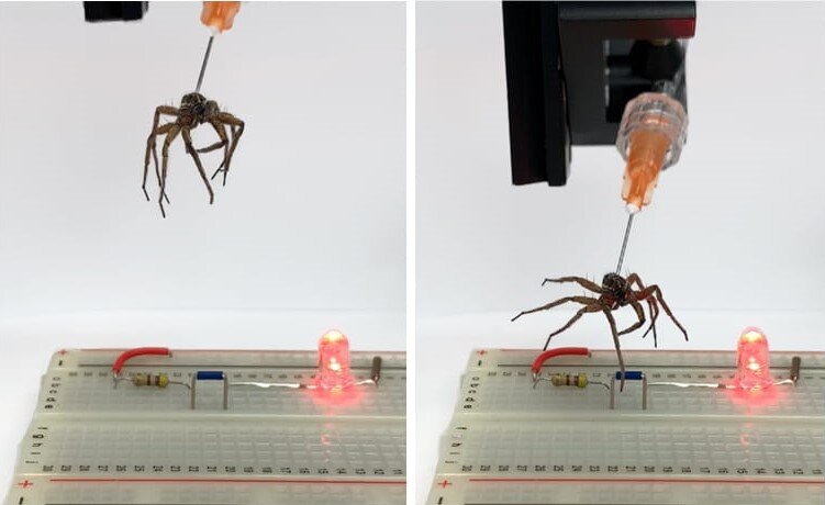 جوایز ایگنوبل ۲۰۲۳ به چه پروژههایی تعلق گرفت؟/ از لیسیدن سنگ تا بررسی تعداد موهای درون بینی