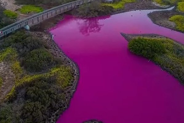 این تالاب به رنگ صورتی درآمده/ عکس