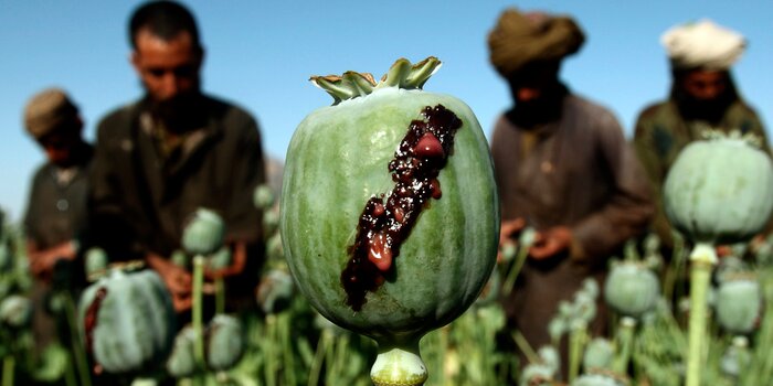 تریاک را با چه موادی مخلوط میکنند؟/ تفاوتهای تریاک تقلبی با اصل از زبان یک کارشناس تریاک را با چه موادی مخلوط میکنند؟/ تفاوتهای تریاک تقلبی با اصل از زبان یک کارشناس