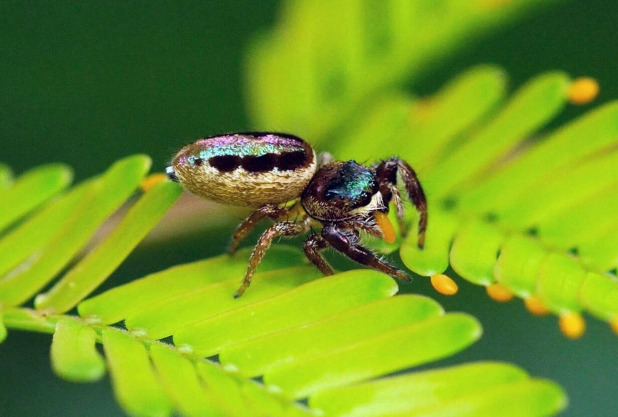 عجیب و حیرتانگیز؛ تنها عنکبوت گیاهخوار دنیا/ عکس