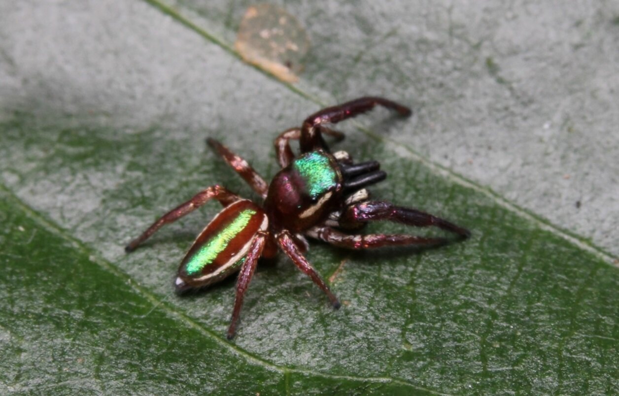 عجیب و حیرتانگیز؛ تنها عنکبوت گیاهخوار دنیا/ عکس