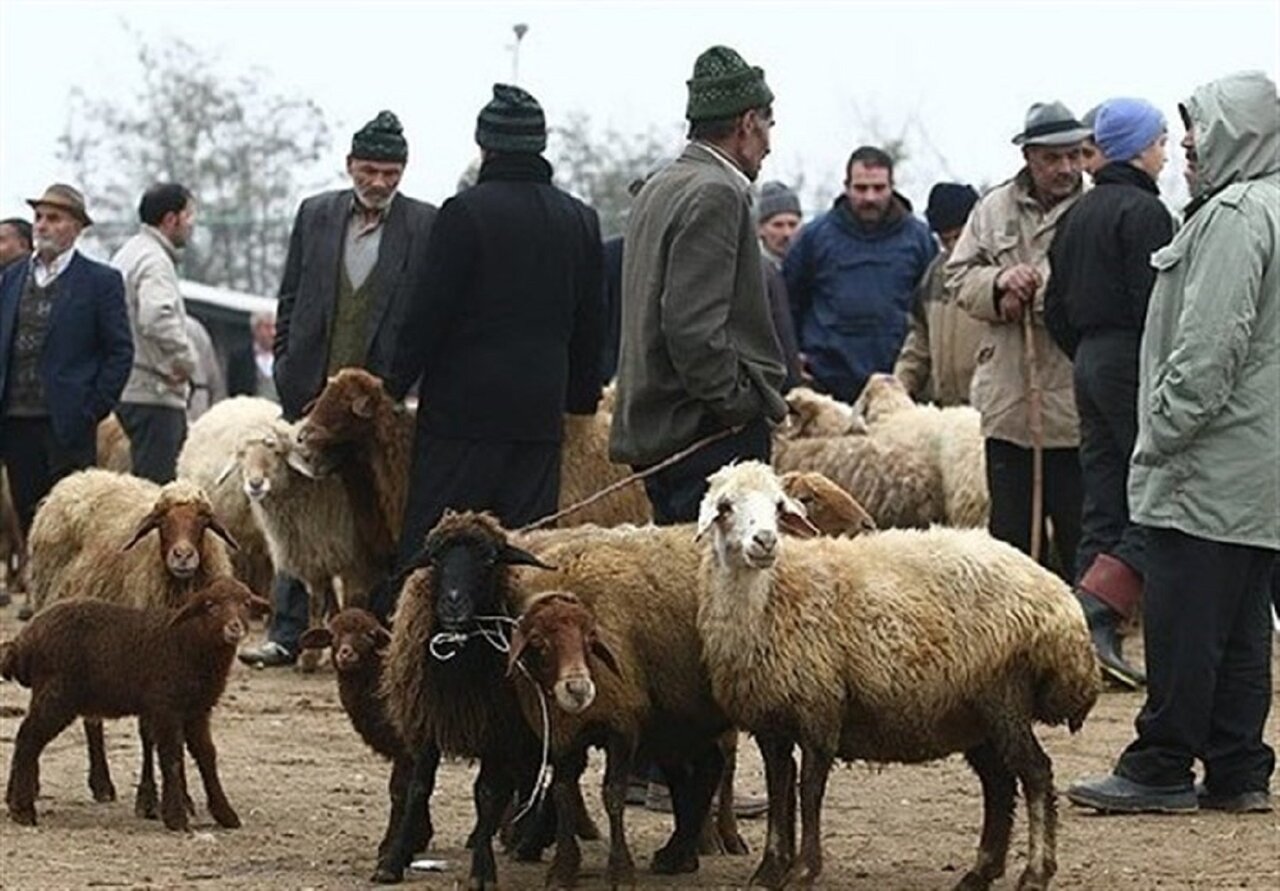 تهران در آستانه عید قربان؛ قیمت هر کیلو دام زنده اعلام شد تهران در آستانه عید قربان؛ قیمت هر کیلو دام زنده اعلام شد