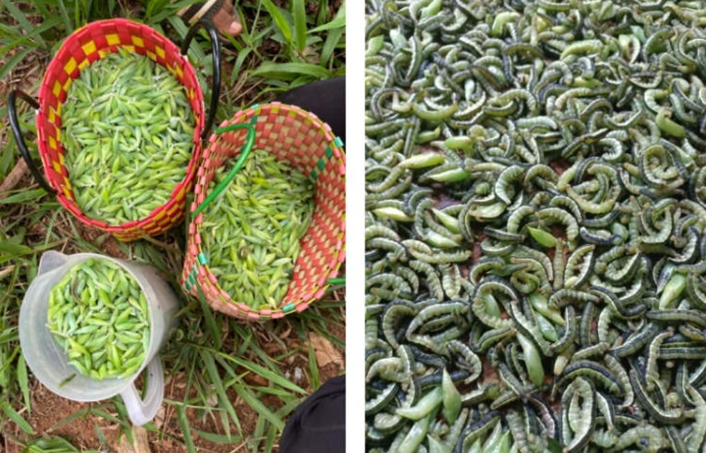 اگر مطمئن هستید حالتان بد نمیشود؛ درباره غذای محبوب ویتنامیها بخوانید!/ عکس اگر مطمئن هستید حالتان بد نمیشود؛ درباره غذای محبوب ویتنامیها بخوانید!/ عکس