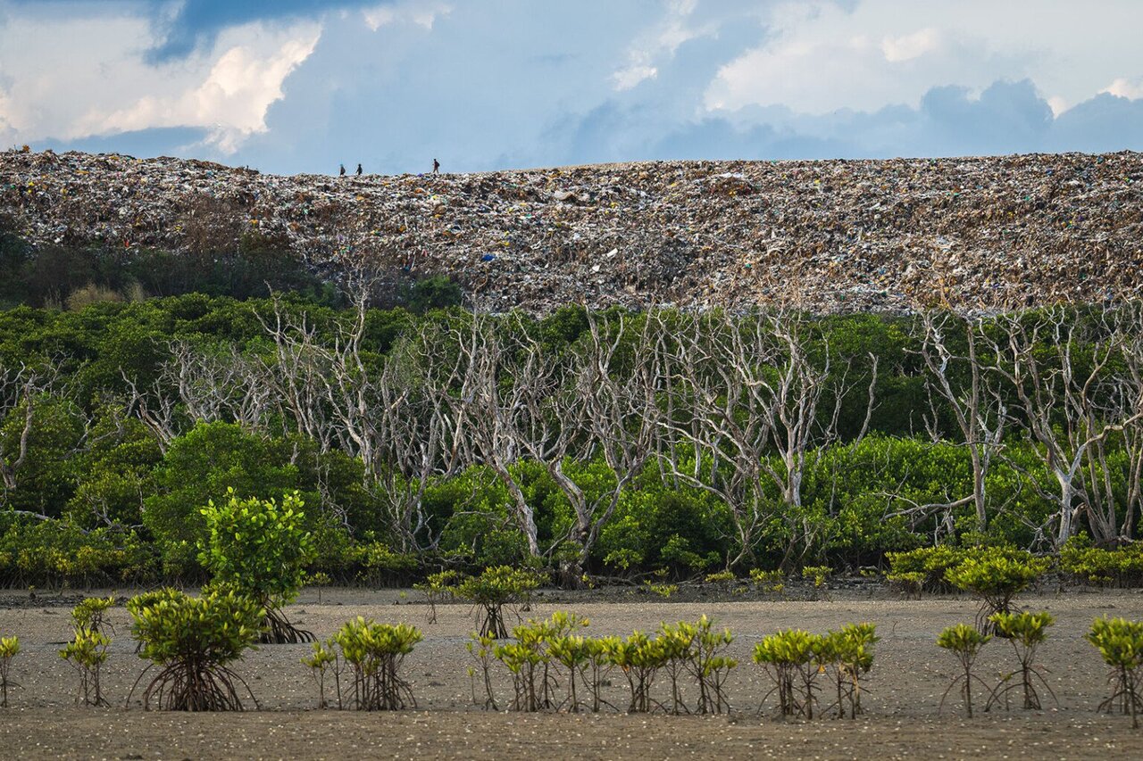 برندگان جوایز عکاسی مانگرو اعلام شدند/عکس