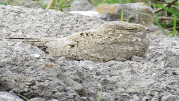 بازگشت شبگرد مصری پس از ۶۰ سال بازگشت شبگرد مصری پس از ۶۰ سال