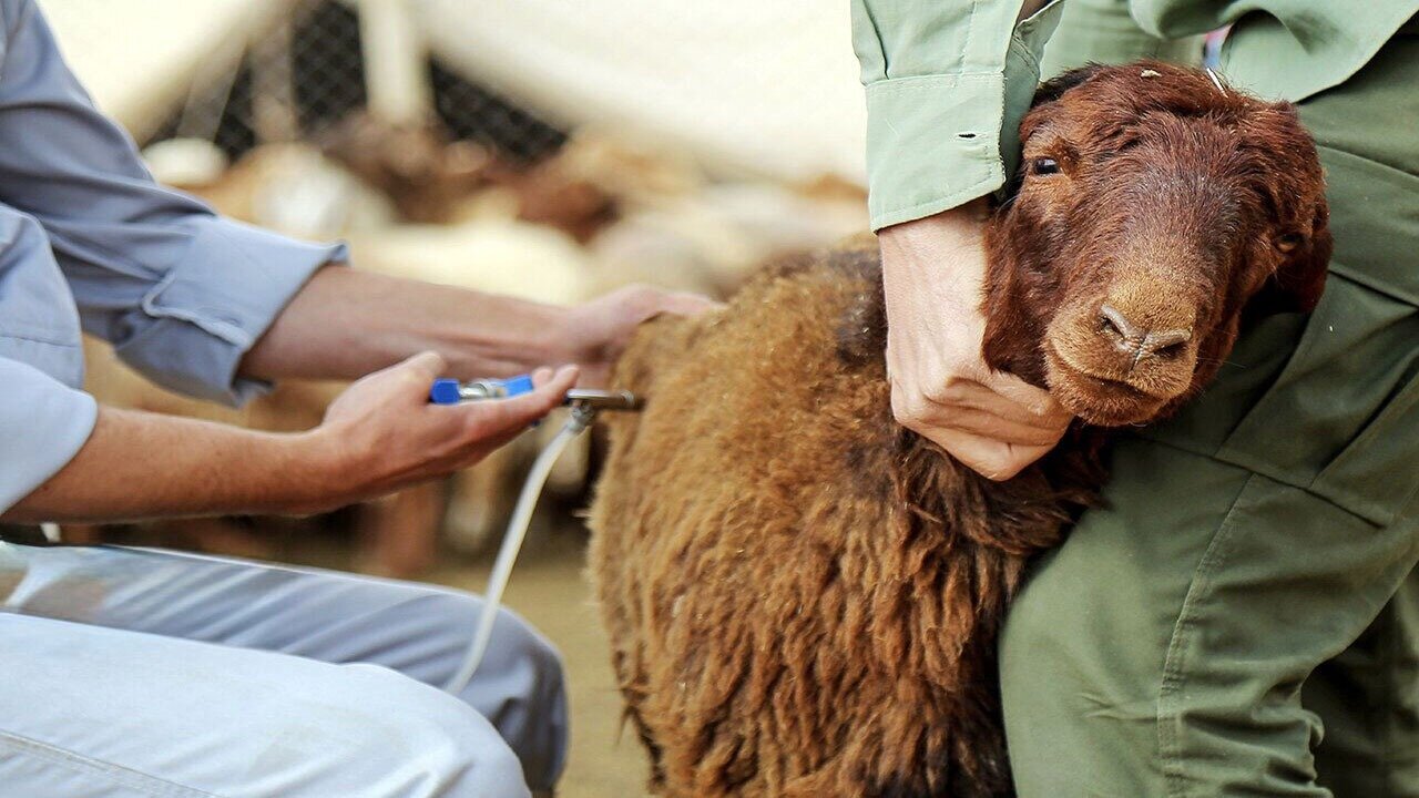 «تب برفکی» به انسان منتقل میشود؟ «تب برفکی» به انسان منتقل میشود؟