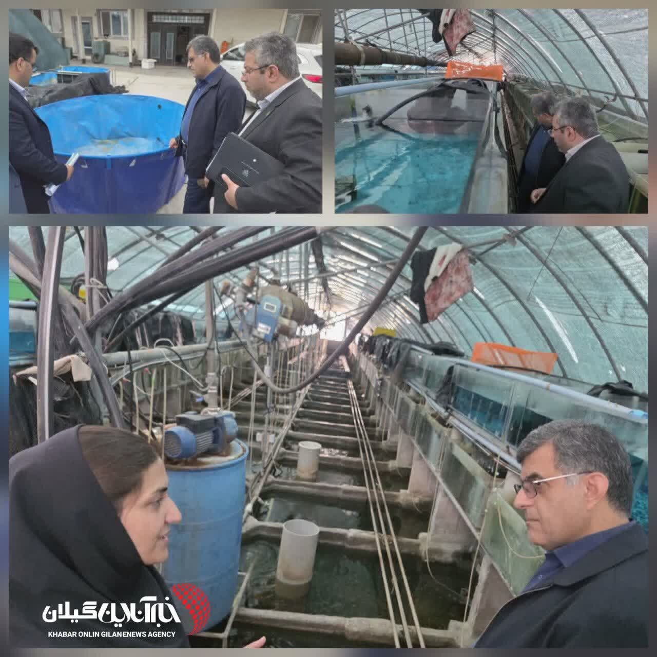 فرماندار آستانهاشرفیه:حمایت از توسعه گلخانه «مزرعه سبز سفیدرود» برای ایجاد اشتغال پایدار در آستانهاشرفیه فرماندار آستانهاشرفیه:حمایت از توسعه گلخانه «مزرعه سبز سفیدرود» برای ایجاد اشتغال پایدار در آستانهاشرفیه