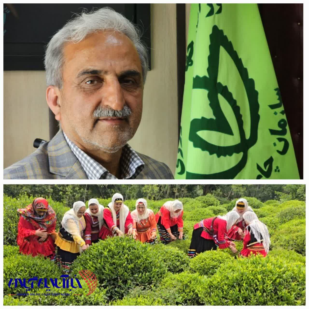 رئیس سازمان چای کشور از پرداخت ۸۷ درصد مطالبات چایکاران کشور خبر داد رئیس سازمان چای کشور از پرداخت ۸۷ درصد مطالبات چایکاران کشور خبر داد