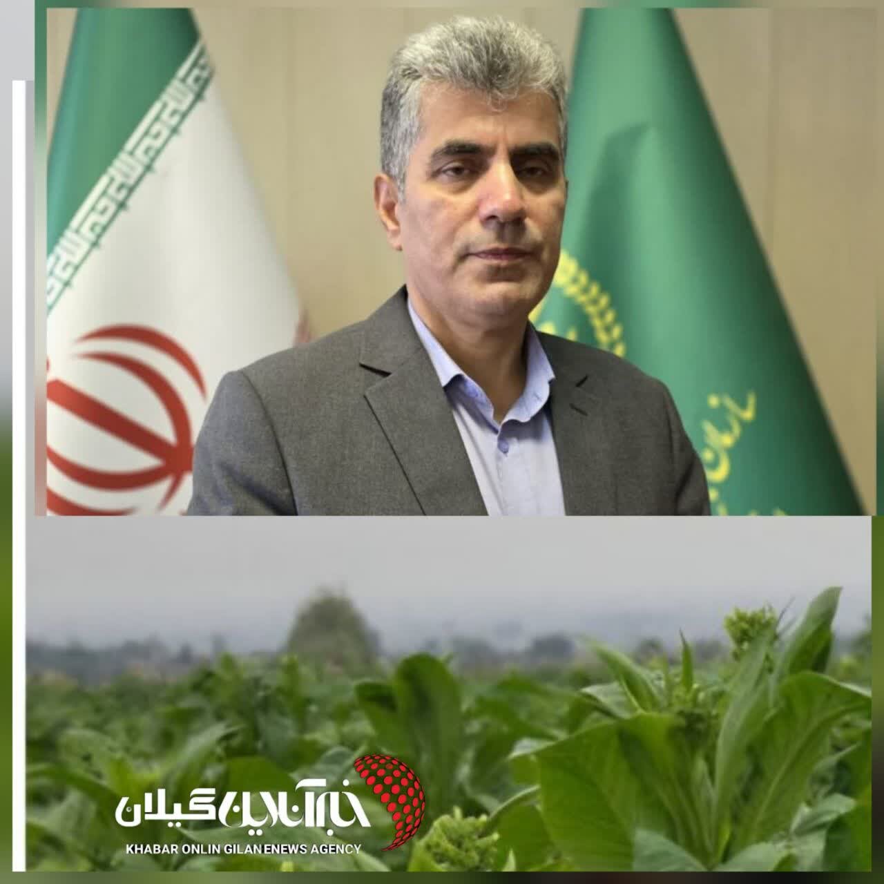 رئیس سازمان جهاد کشاورزی گیلان:توتونکاری در گیلان جان گرفت رئیس سازمان جهاد کشاورزی گیلان:توتونکاری در گیلان جان گرفت