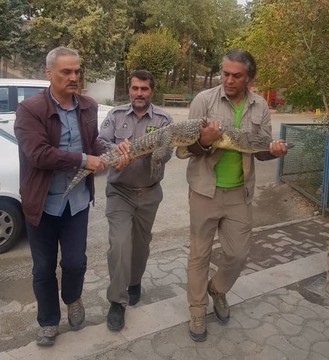 کشف کروکدیل از رستورانی در کرج/عکس