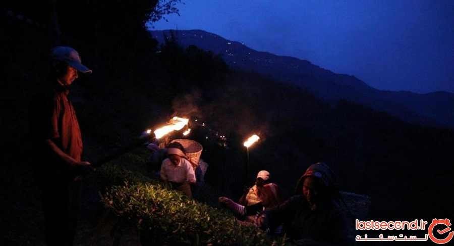 چای دارجلینگ، اکسیری با مشتریان اروپایی و آمریکایی