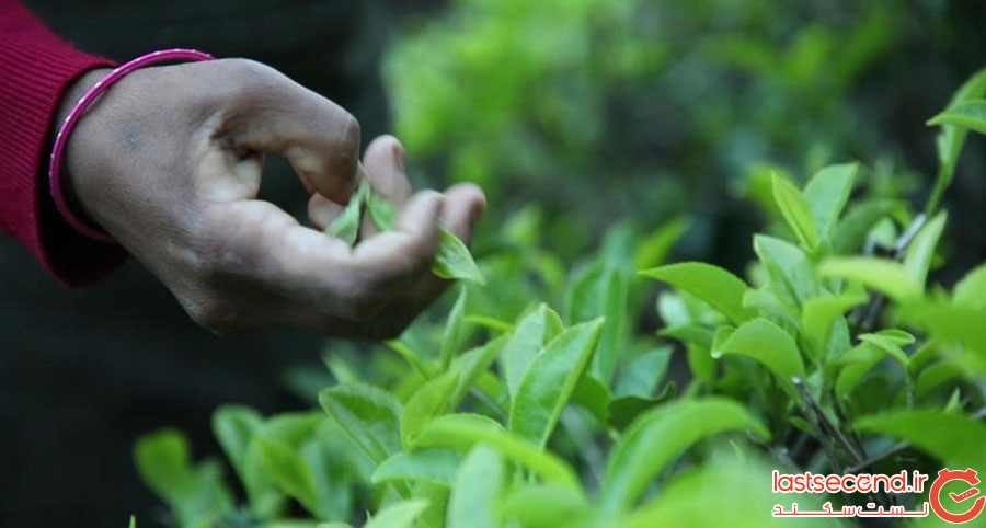چای دارجلینگ، اکسیری با مشتریان اروپایی و آمریکایی