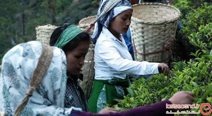 چای دارجلینگ، اکسیری با مشتریان اروپایی و آمریکایی