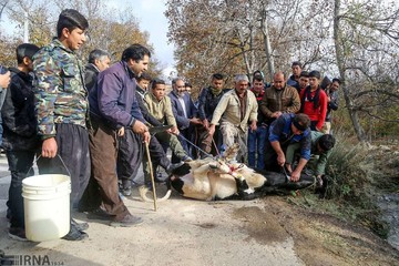 زائران پیاده چناران شهر خراسان شمالی