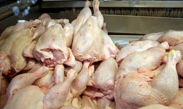 رئیس اتحادیه فروشندگان پرنده و ماهی خبر داد: مرغ کیلویی ۱۱ هزار تومان/ تغییر مجدد قیمت مرغ تا ماه آینده 
