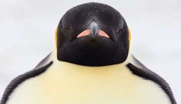 آنچه از پنگوئن ها نمی دانستید؛ از دزدی بچه تا زن ذلیلی!