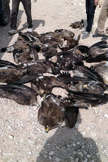 مرگ ۲۷ عقاب در سروستان