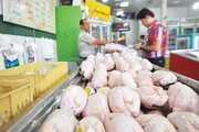 حجتی: التهاب بازار مرغ ناشی از سیاه‌بازی است