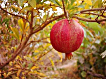 ۱۳ خاصیت انار را اینجا بخوانید