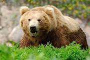 کشته شدن یک خرس قهوه‌ای درتصادف خودرو