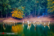 عکس | دریاچه‌ای رویایی وسط جنگل‌های ساری