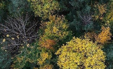 عکس | طبیعت زیبای گیلان در پاییز