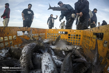 تصدير 25 مليون دولار من الأسماك الى العراق 