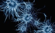 تبدیل سلول‌های مغز به نورون‌های سازنده با ژن درمانی نوین
