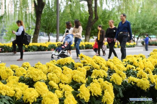 نمایشگاه گل‌های داوودی در چین
