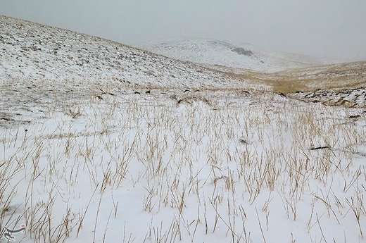 بارش برف پاییزی در ارتفاعات ارمند زنجان